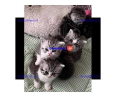 Britse Korthaar/Scottish Fold Blauw en Lilac kitten €  Whatsapp-nummer: +31 6 877 322 95