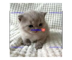 Britse Korthaar/Scottish Fold Blauw en Lilac kitten €  Whatsapp-nummer: +31 6 877 322 95