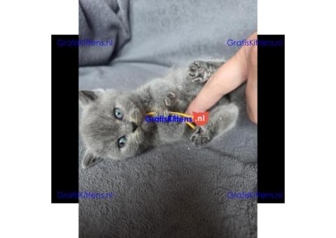 Britse Korthaar/Scottish Fold Blauw en Lilac kitten € Whatsapp-nummer: +31 6 877 322 95
