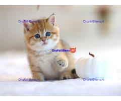 Britse Korthaar/Scottish Fold Blauw en Lilac kitten €  Whatsapp-nummer: +31 6 877 322 95