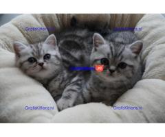 Britse Korthaar/Scottish Fold Blauw en Lilac kitten €  Whatsapp-nummer: +31 6 877 322 95
