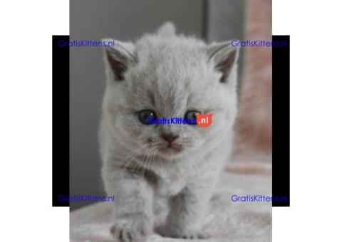 Britse Korthaar/Scottish Fold Blauw en Lilac kitten €  Whatsapp-nummer: +31 6 877 322 95