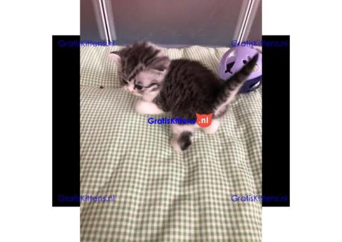 Britse Korthaar/Scottish Fold Blauw en Lilac kitten €  Whatsapp-nummer: +31 6 877 322 95