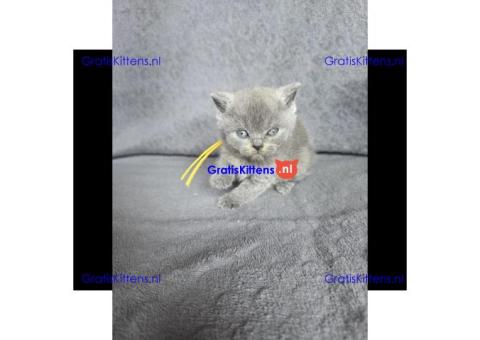 Britse Korthaar/Scottish Fold Blauw en Lilac kitten €  Whatsapp-nummer: +31 6 877 322 95
