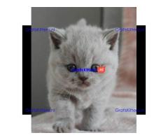 Britse Korthaar/Scottish Fold Blauw en Lilac kitten €  Whatsapp-nummer: +31 6 877 322 95