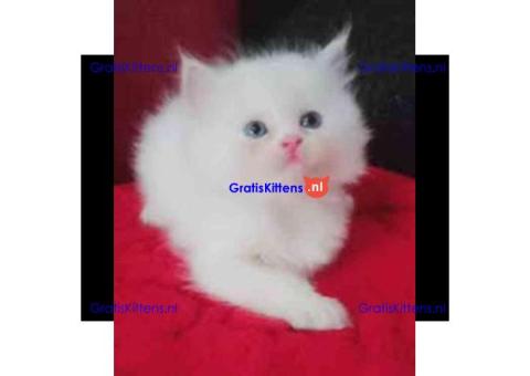 Perzische kittens ter adoptie.