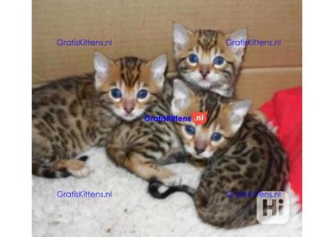 Intelligente Bengaalse kittens ter adoptie.