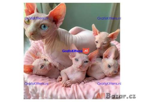 Sphynx kittens ter adoptie.