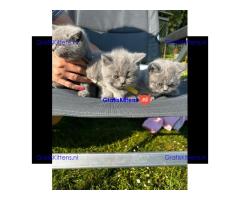 Britse Korthaar/Scottish Fold Blauw en Lilac kitten €  Whatsapp-nummer: +31 6 877 322 95