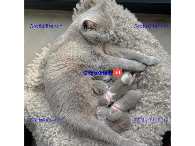 Britse Korthaar/Scottish Fold Blauw en Lilac kitten €  Whatsapp-nummer: +31 6 877 322 95