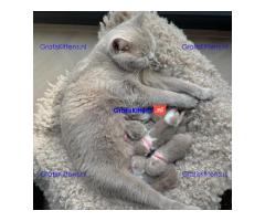 Britse Korthaar/Scottish Fold Blauw en Lilac kitten €  Whatsapp-nummer: +31 6 877 322 95