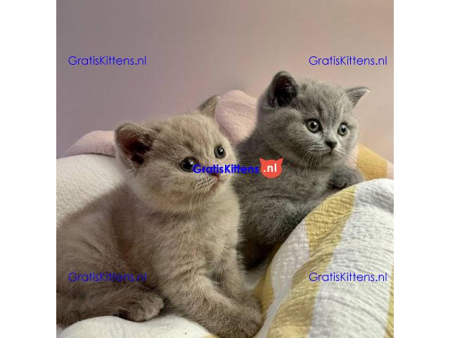 Raszuivere Britse Korthaar kittens.