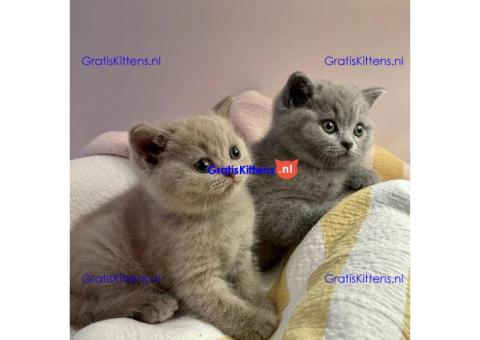 Raszuivere Britse Korthaar kittens.