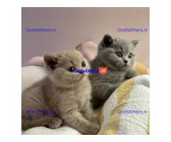 Raszuivere Britse Korthaar kittens.