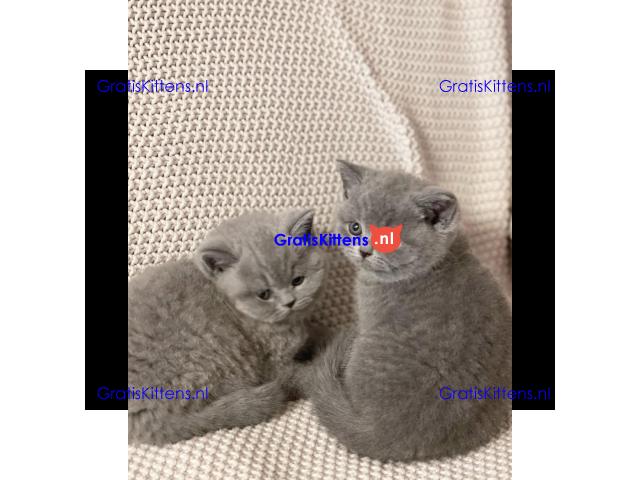 Raszuivere Britse Korthaar kittens.