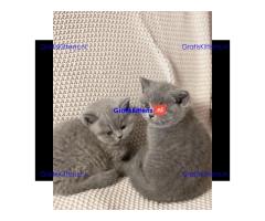 Raszuivere Britse Korthaar kittens.