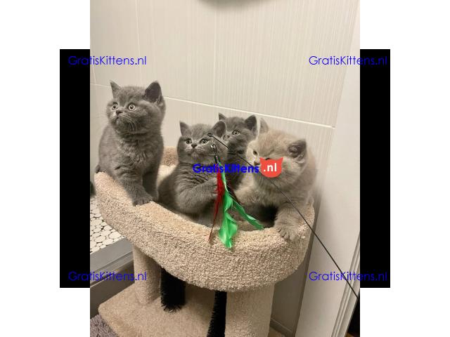 Raszuivere Britse Korthaar kittens.