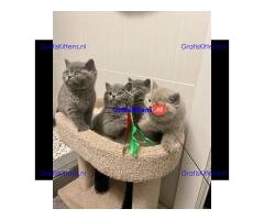 Raszuivere Britse Korthaar kittens.