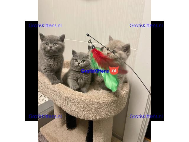 Raszuivere Britse Korthaar kittens.