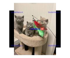 Raszuivere Britse Korthaar kittens.