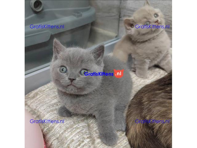 Raszuivere Britse Korthaar kittens.