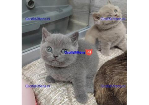Raszuivere Britse Korthaar kittens.