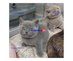 Raszuivere Britse Korthaar kittens.