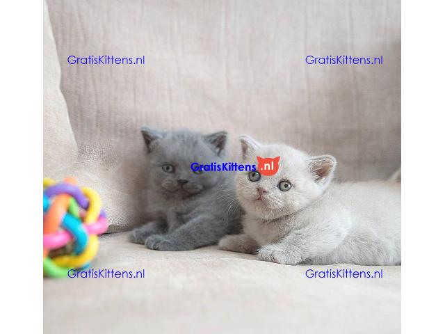 Raszuivere Britse Korthaar kittens.