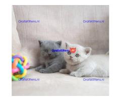 Raszuivere Britse Korthaar kittens.