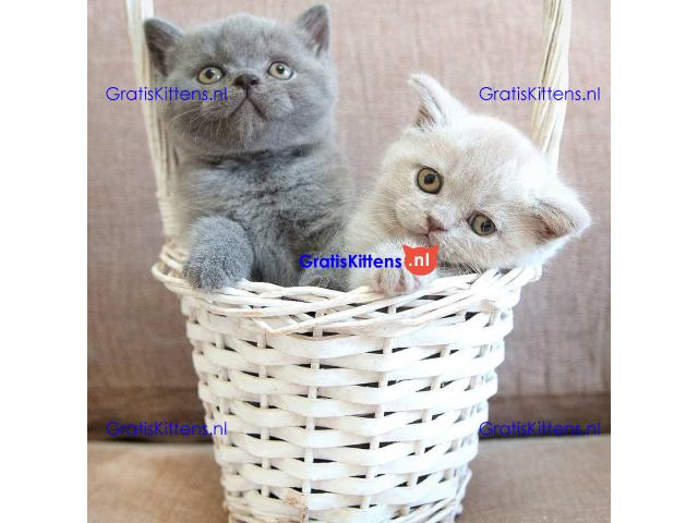 Raszuivere Britse Korthaar kittens.