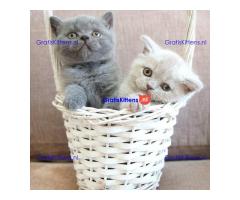 Raszuivere Britse Korthaar kittens.