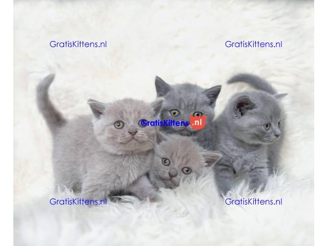Raszuivere Britse Korthaar kittens.