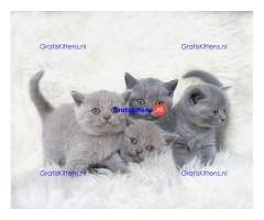 Raszuivere Britse Korthaar kittens.