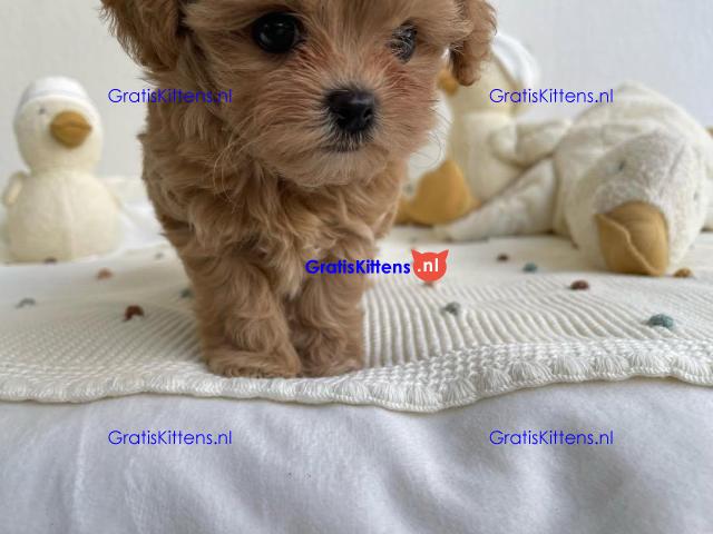 Prachtige Maltipoo-puppy's
