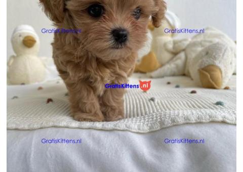 Prachtige Maltipoo-puppy's