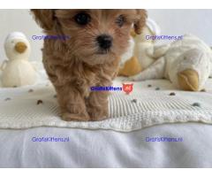Prachtige Maltipoo-puppy's