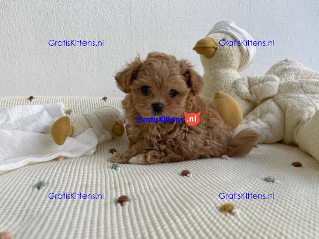 Prachtige Maltipoo-puppy's