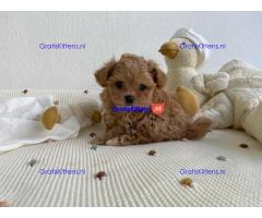 Prachtige Maltipoo-puppy's