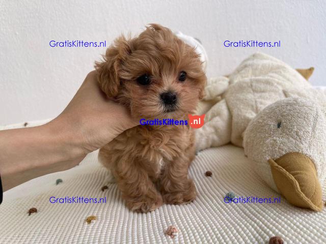 Prachtige Maltipoo-puppy's