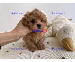 Prachtige Maltipoo-puppy's