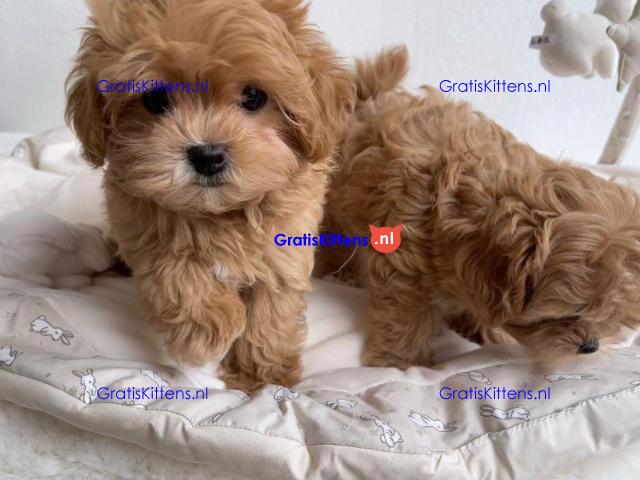 Prachtige Maltipoo-puppy's