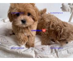 Prachtige Maltipoo-puppy's