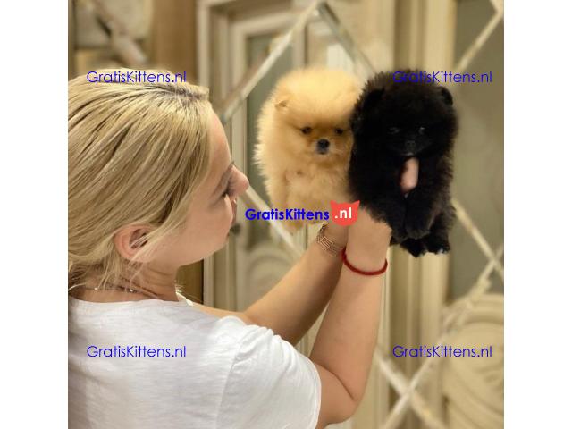 Pomeriaanpuppy's