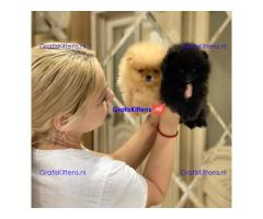 Pomeriaanpuppy's
