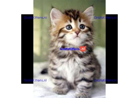 Cattery Kittens te koop €200