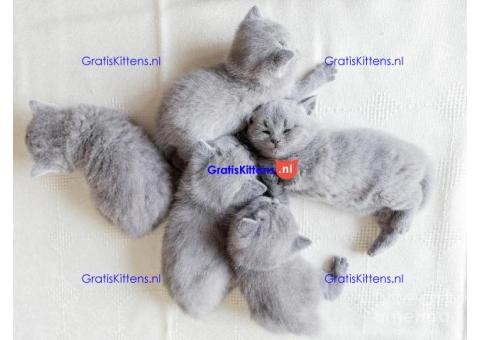 Cattery Kittens te koop €200