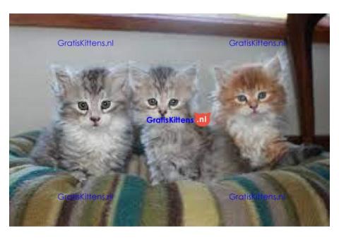 Cattery Kittens te koop €200