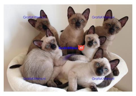 Cattery Kittens te koop €200