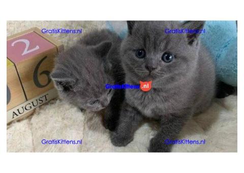 Blauwe britse korthaar kittens