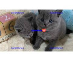 Blauwe britse korthaar kittens